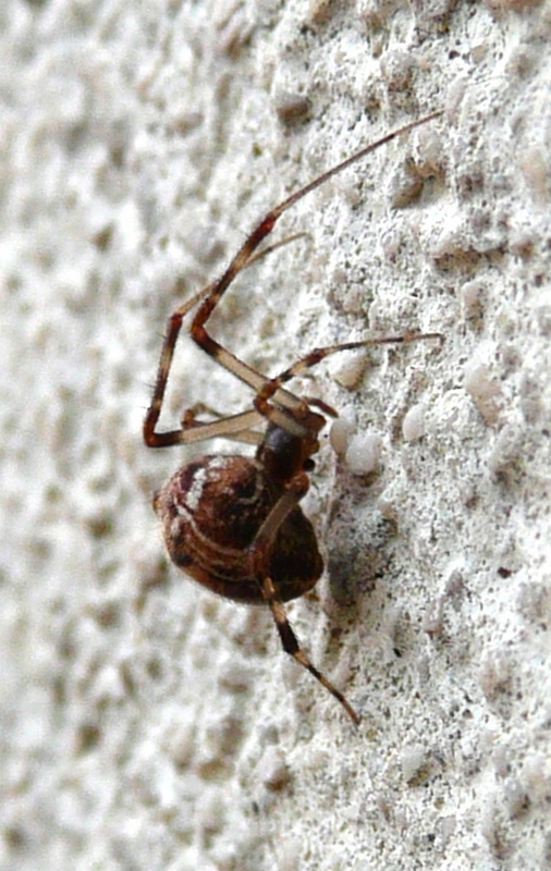 Parasteatoda sp.